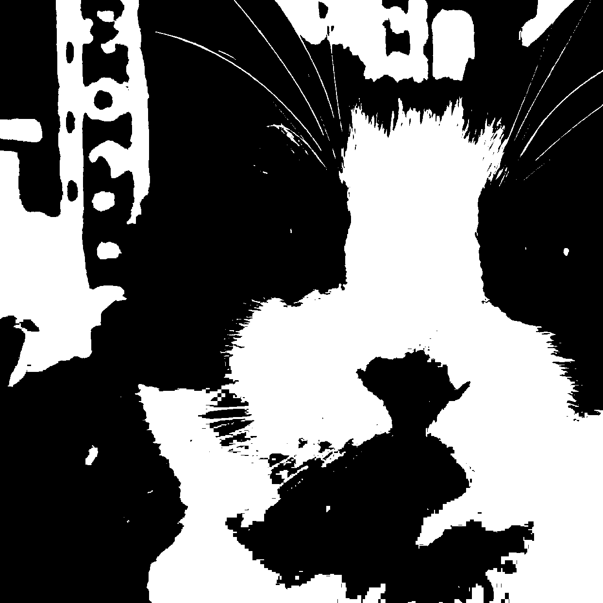toby aka nate's cat